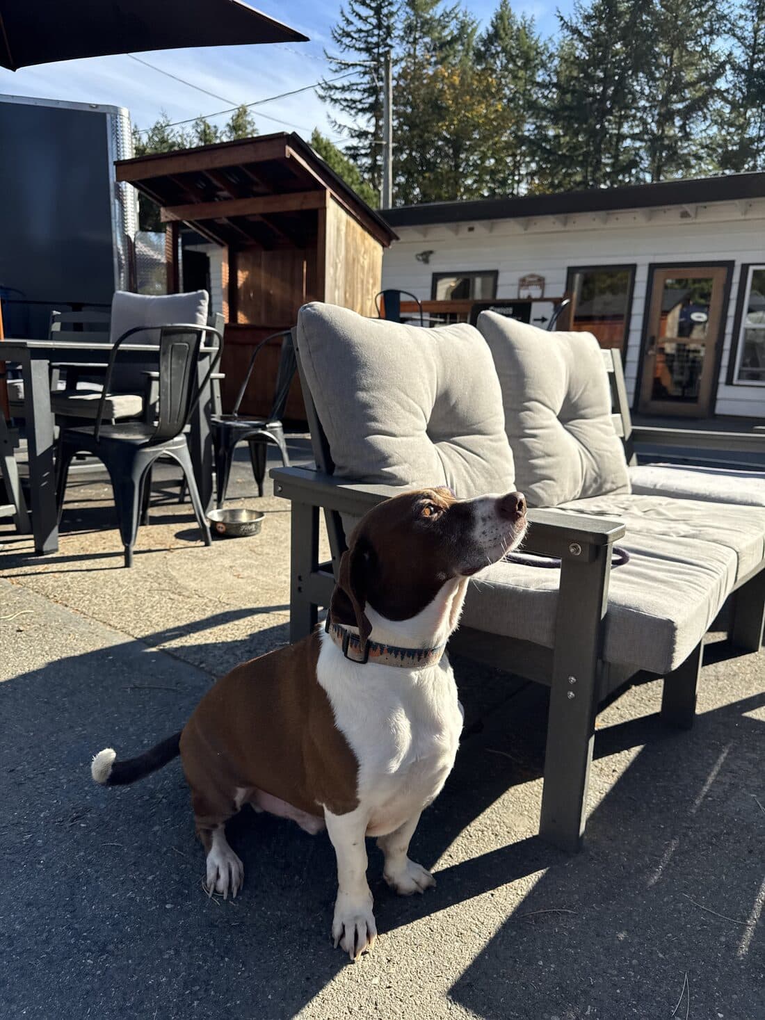 A hound sitting by the outdoor couches on the sunny patio